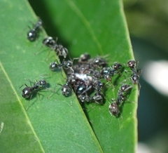 Dolichoderus thoracicus