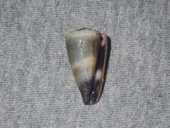 Conus muriculatus