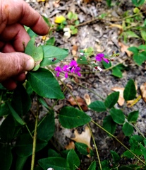 Desmodium laevigatum
