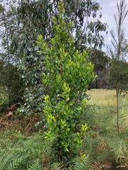 Persoonia cornifolia