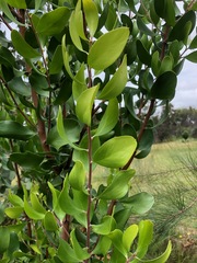 Persoonia cornifolia