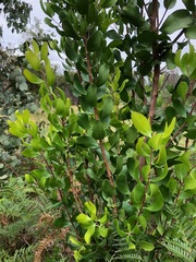 Persoonia cornifolia