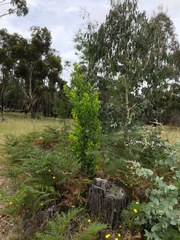 Persoonia cornifolia