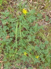Neptunia oleracea
