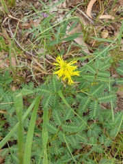 Neptunia oleracea