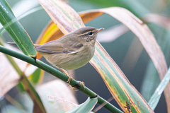 Phylloscopus armandii
