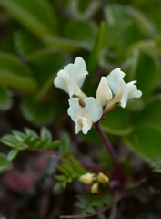 Oxytropis kamtschatica