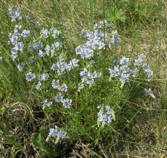 Veronica austriaca jacquinii