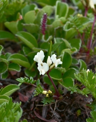 Oxytropis kamtschatica