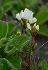 Oxytropis kamtschatica
