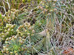 Euphorbia clava
