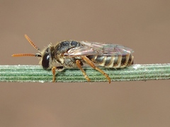 Euryglossa adelaidae