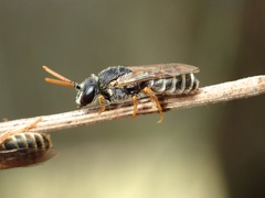 Euryglossa adelaidae
