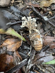 Cordyceps tenuipes