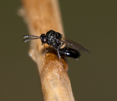 Eucharitidae