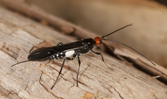 Callibracon capitator