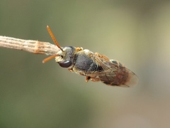 Euryglossa adelaidae