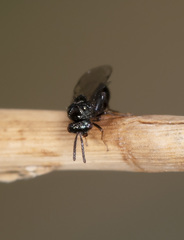Eucharitidae