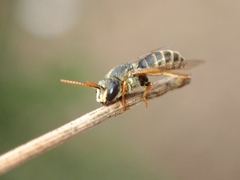 Euryglossa adelaidae