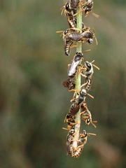 Euryglossa adelaidae