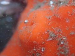 Acarnus erithacus