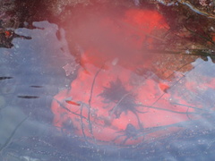 Acarnus erithacus