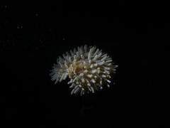Heteractis