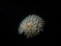 Heteractis