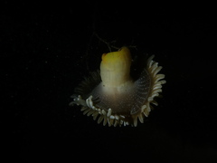 Heteractis