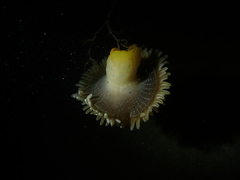 Heteractis