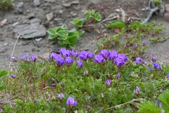 Oxytropis kamtschatica
