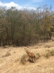 Capra hircus