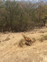 Capra hircus