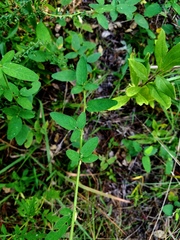 Desmodium obtusum
