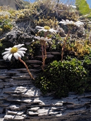 Celmisia bellidioides