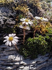 Celmisia bellidioides