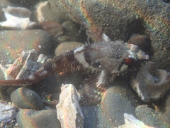 Oligocottus rubellio