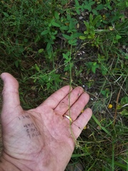 Desmodium obtusum