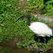 African Sacred Ibis - Photo (c) Kelvin Joshua Che, some rights reserved (CC BY-NC), uploaded by Kelvin Joshua Che