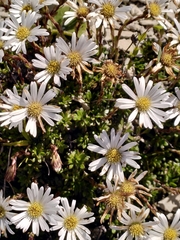 Celmisia bellidioides