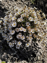 Celmisia bellidioides