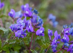 Oxytropis kamtschatica