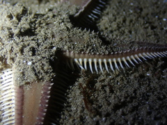 Astropecten vappa