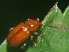 Neocrepidodera transversa