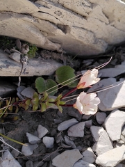 Epilobium vernicosum