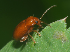 Neocrepidodera transversa