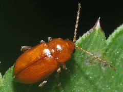 Neocrepidodera transversa