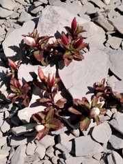 Epilobium vernicosum