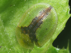 Cassida vibex