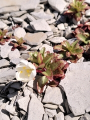 Epilobium vernicosum